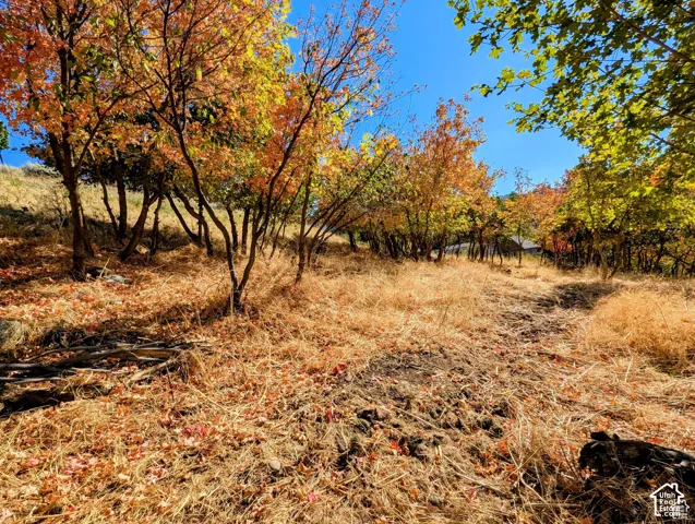 Sloping terrain featuring mature trees with vibrant autumn foliage