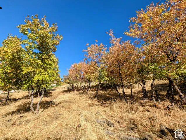 Naturally sloped terrain featuring mature trees with varied fall foliage