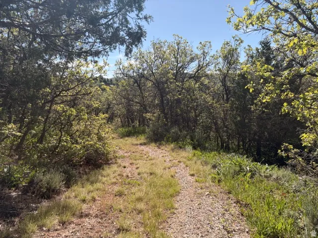Gravel path winding through an expanse of natural vegetation, featuring mature trees and diverse shrubbery under a clear sky