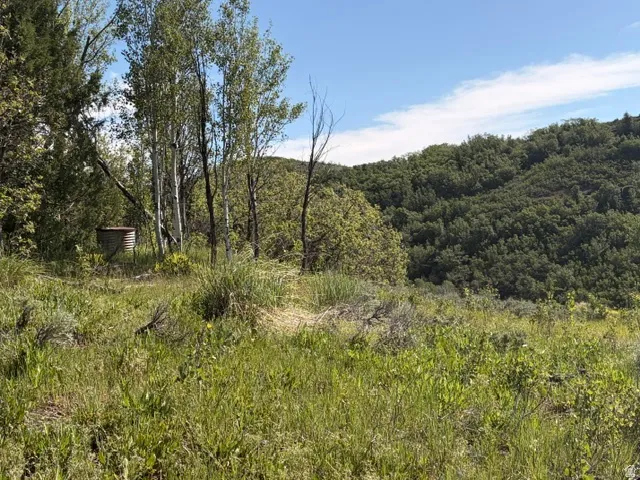 Sloping, vegetated terrain featuring dense forestry and varied ground cover