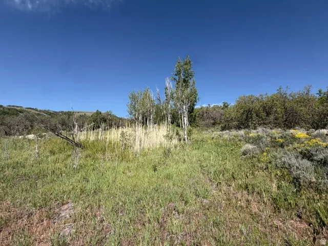 Expansive natural landscape with varied foliage under a clear blue sky