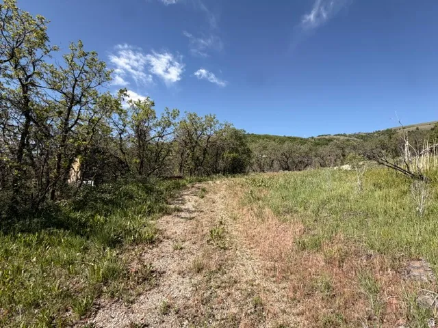 Expansive natural landscape featuring a gravel path, mature trees, and a distant treeline