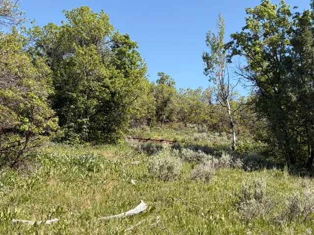 Expansive natural landscape featuring varied green foliage, mature trees, and an open, gently sloping terrain