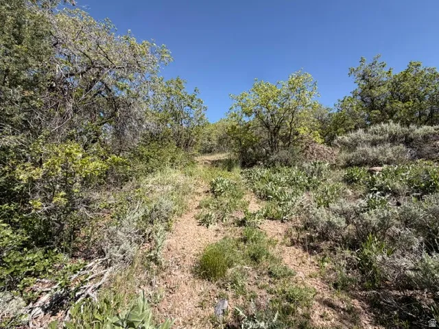 Natural landscape featuring a clear blue sky, varied green foliage, and a gradual incline