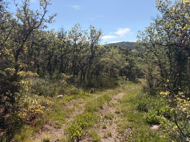 Wooded terrain featuring a natural path, abundant foliage, and distant hillside