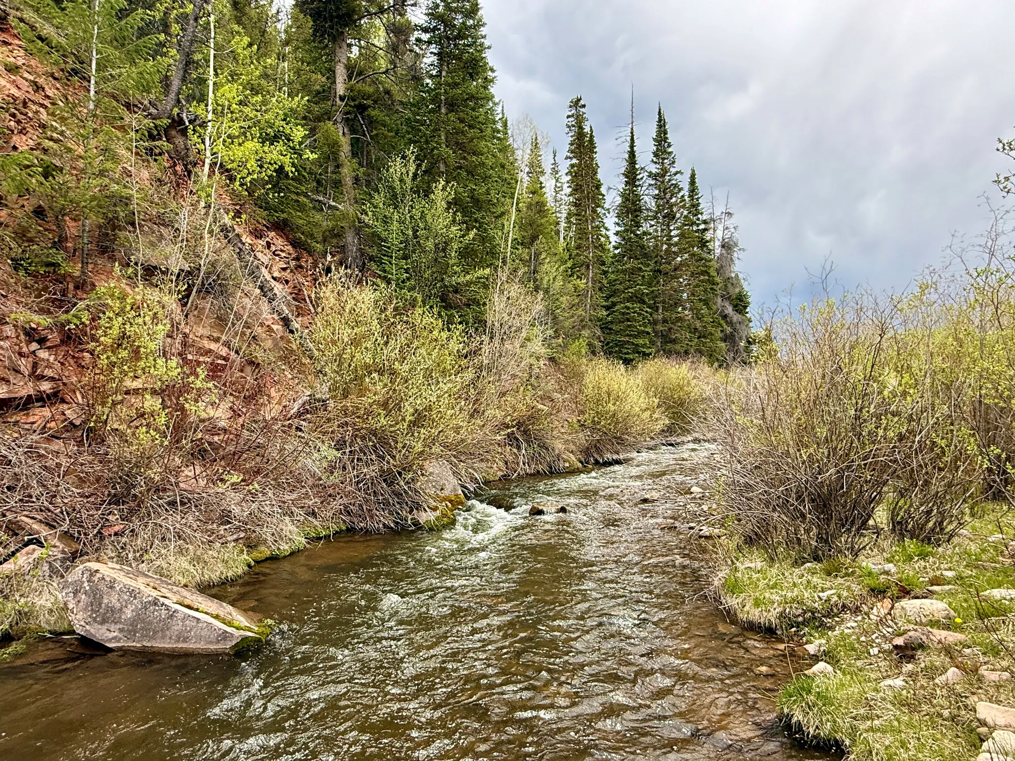 Natural creek with flowing water, surrounded by dense evergreen and deciduous trees