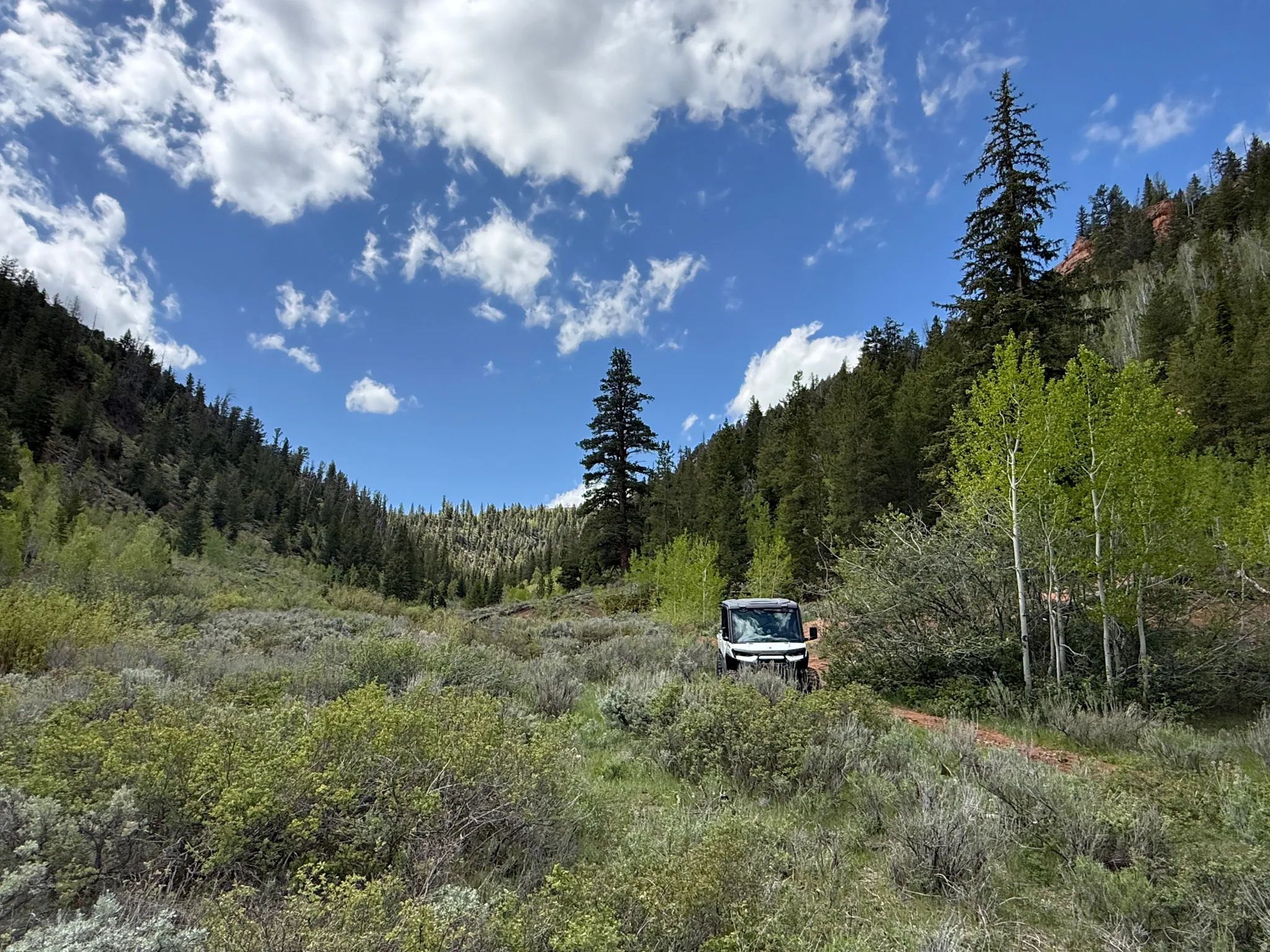 Expansive natural landscape featuring lush green foliage, mature evergreen trees, and vibrant aspen trees under a bright blue sky with scattered clouds