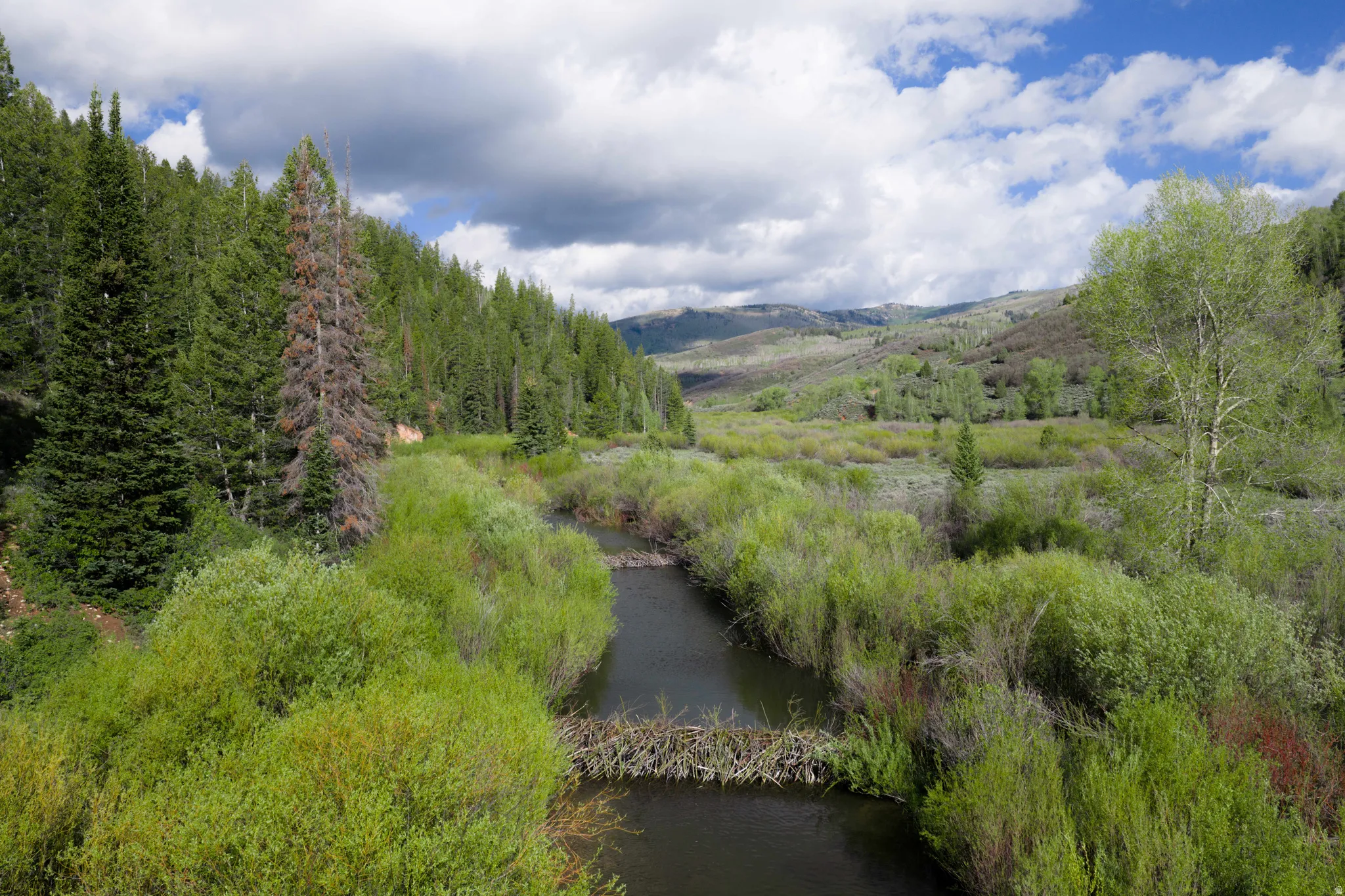 Riverine landscape featuring a winding waterway, dense riparian vegetation, coniferous and deciduous tree lines, and distant rolling hills