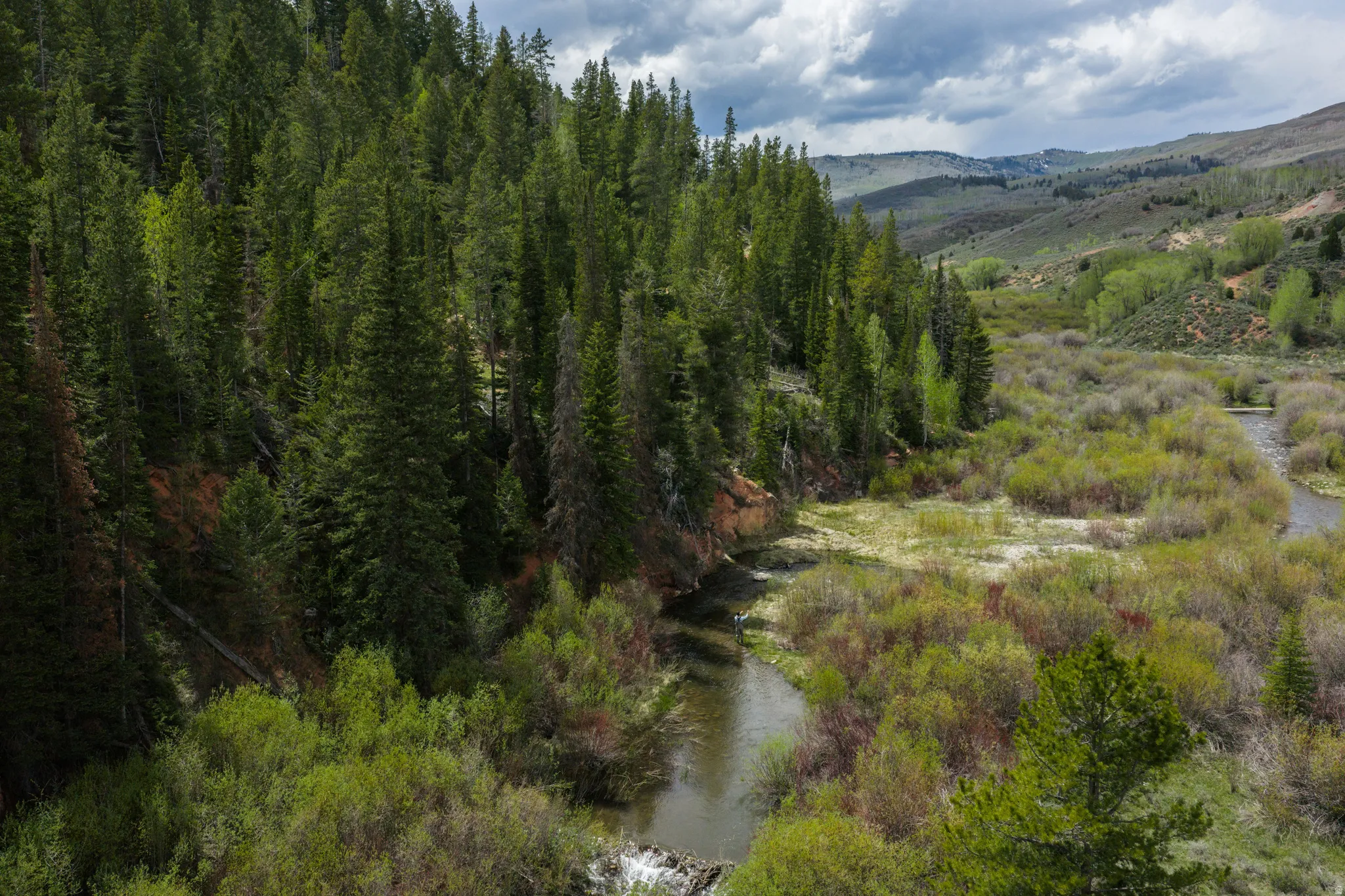 Natural landscape featuring a meandering stream, extensive lush foliage, and a dense evergreen forest