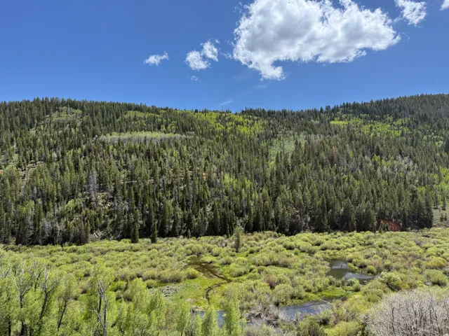 Expansive natural landscape featuring a dense forest, abundant green foliage, and visible water elements
