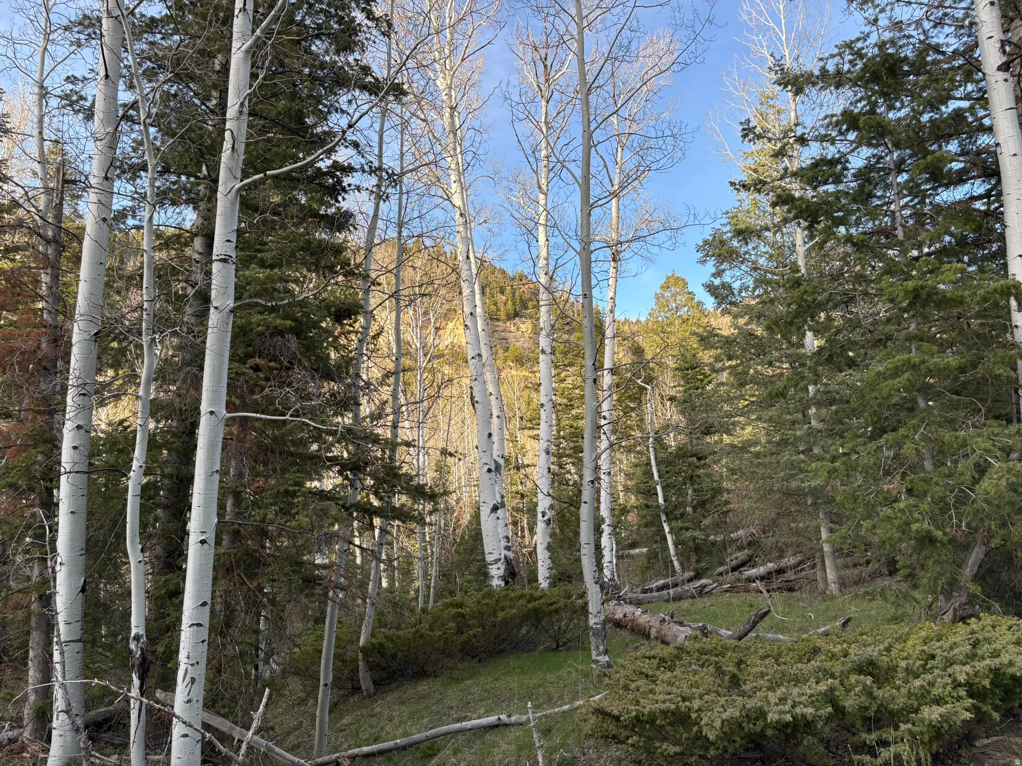 Mature aspen trees and evergreens populate a sloping landscape