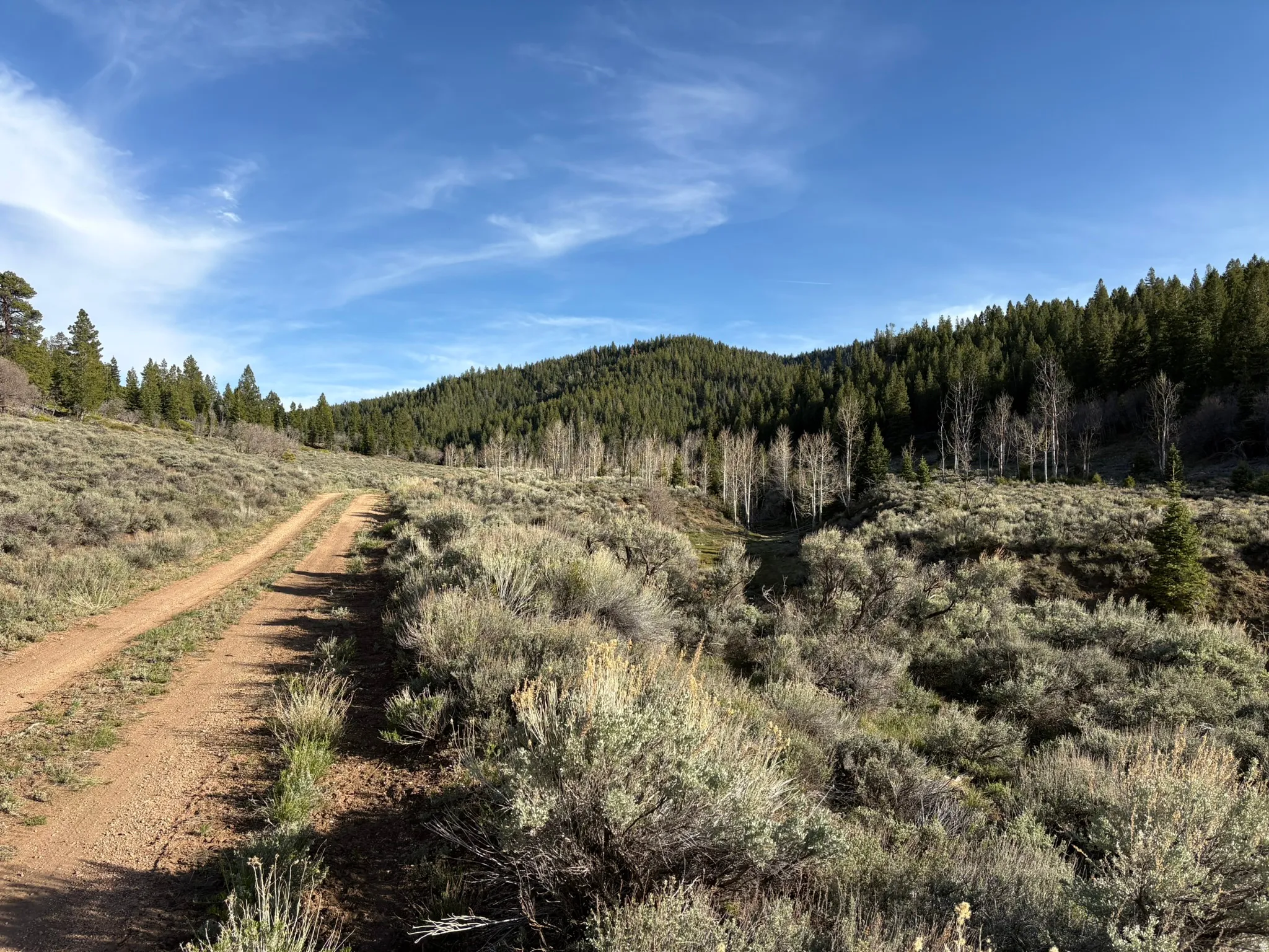 Unpaved road traversing a landscape of sagebrush and evergreen trees, with a distant treeline of deciduous trees against a clear blue sky