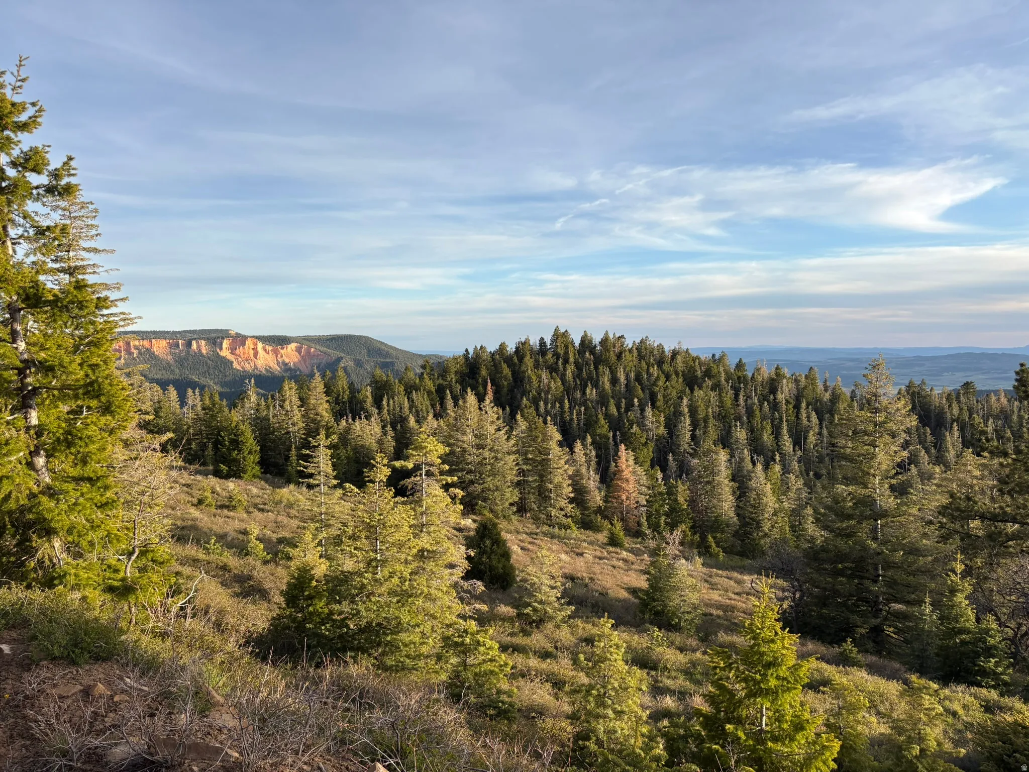 Expansive natural landscape featuring evergreen trees and distant geological formations under a blue sky with light cloud cover