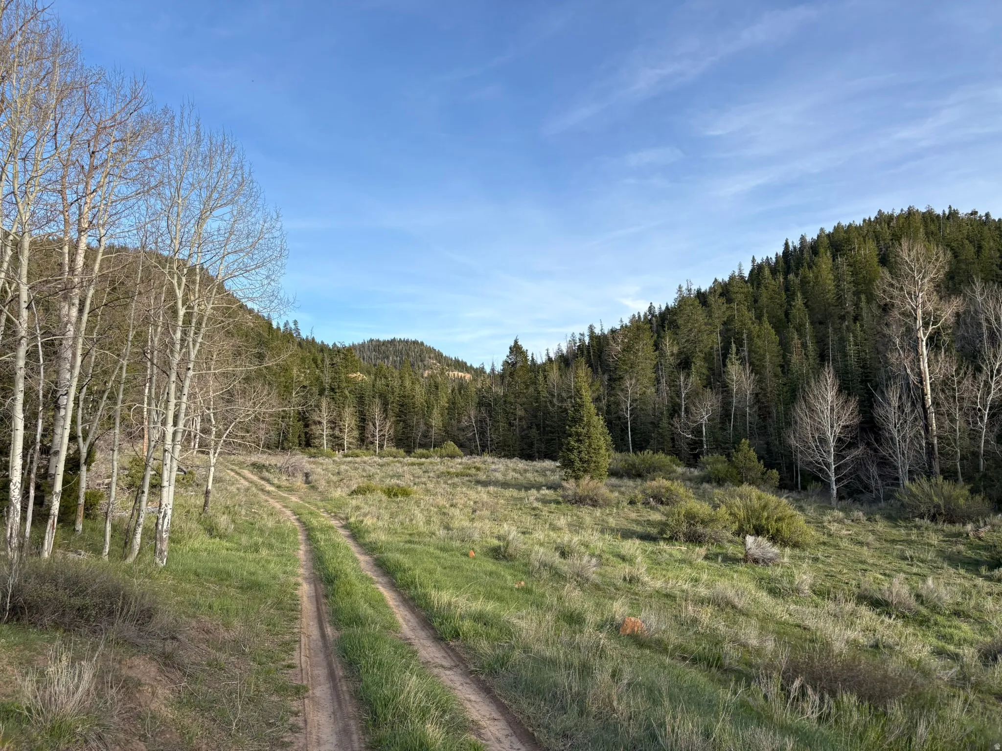 Natural landscape featuring a dirt path, verdant grasses, and varied tree species
