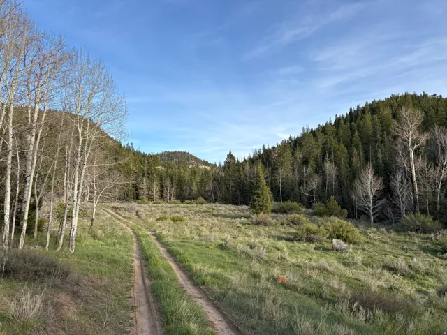 Natural landscape featuring a dirt path, verdant grasses, and varied tree species