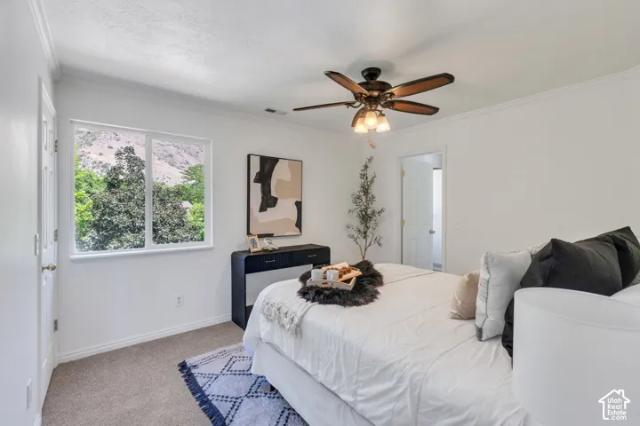 Bright room featuring a ceiling fan, crown molding, and carpet flooring