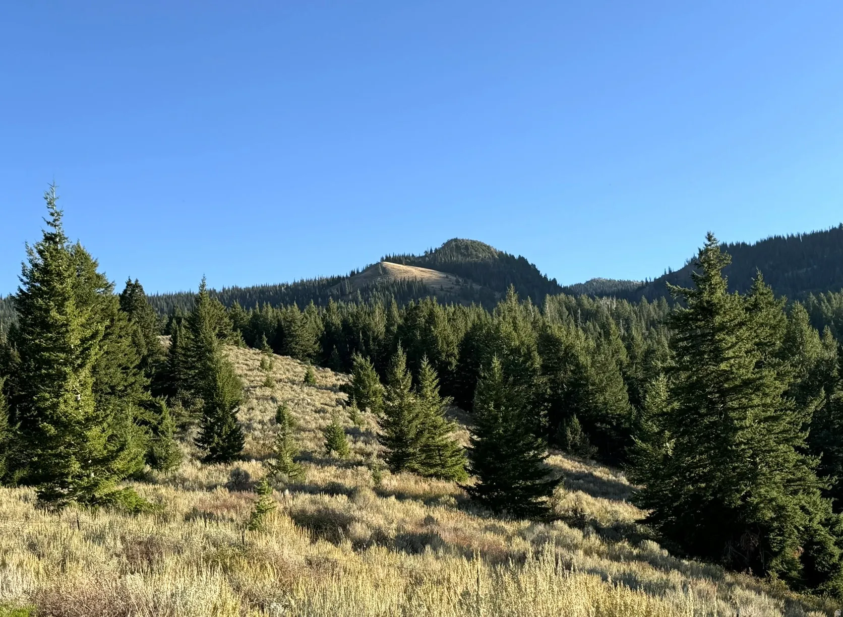 Rolling terrain featuring abundant evergreen trees and natural grasses