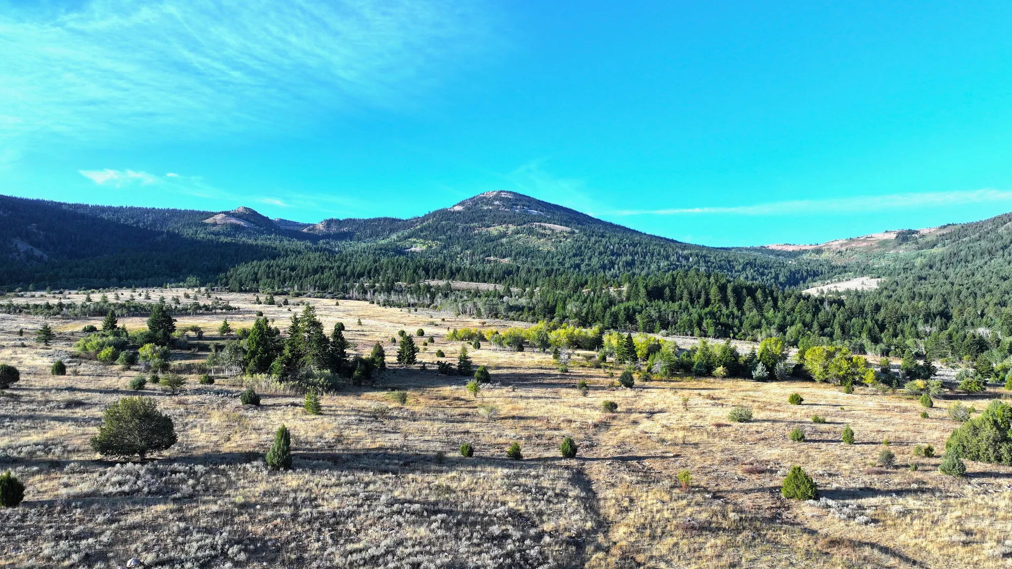 Expansive natural landscape featuring rolling hills and abundant evergreen trees