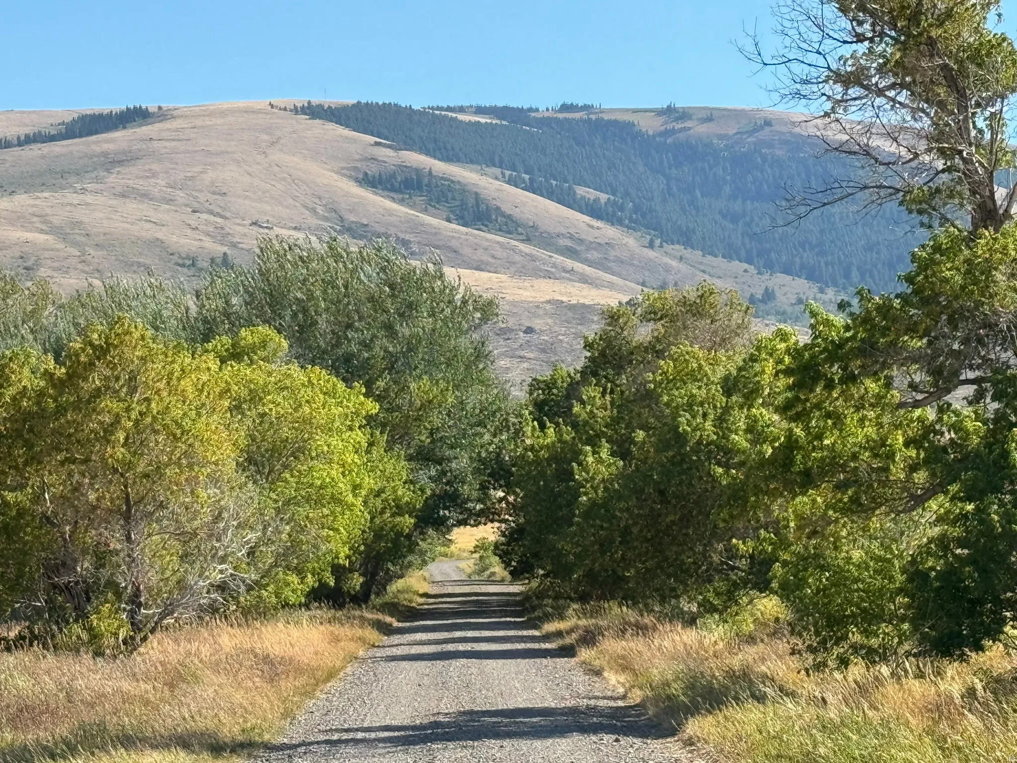 Gravel driveway bordered by mature trees and dry grasses, set against a backdrop of rolling hills and distant mountains