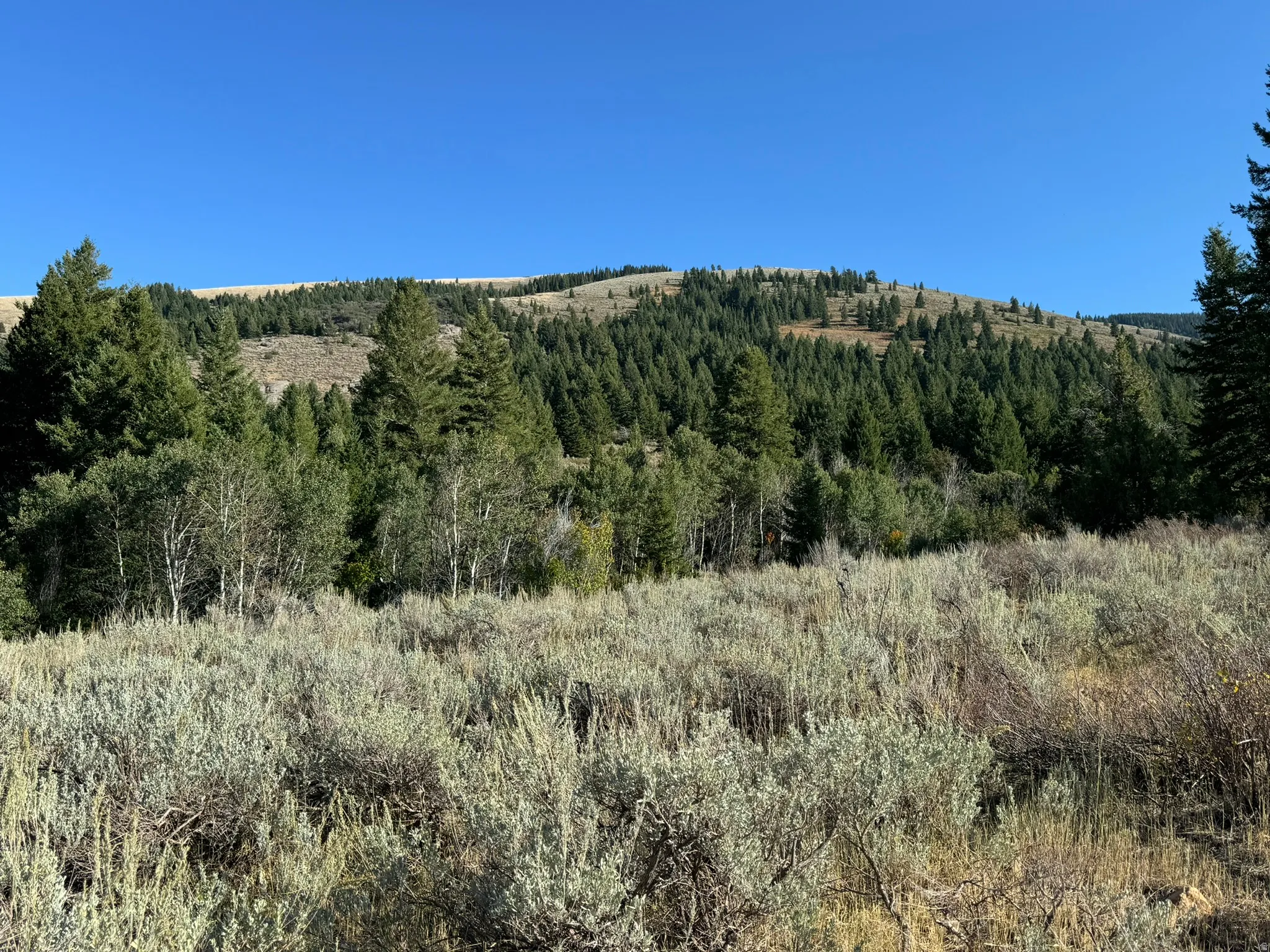 Natural landscape featuring dense evergreen forests and scattered deciduous trees across a rolling hillside