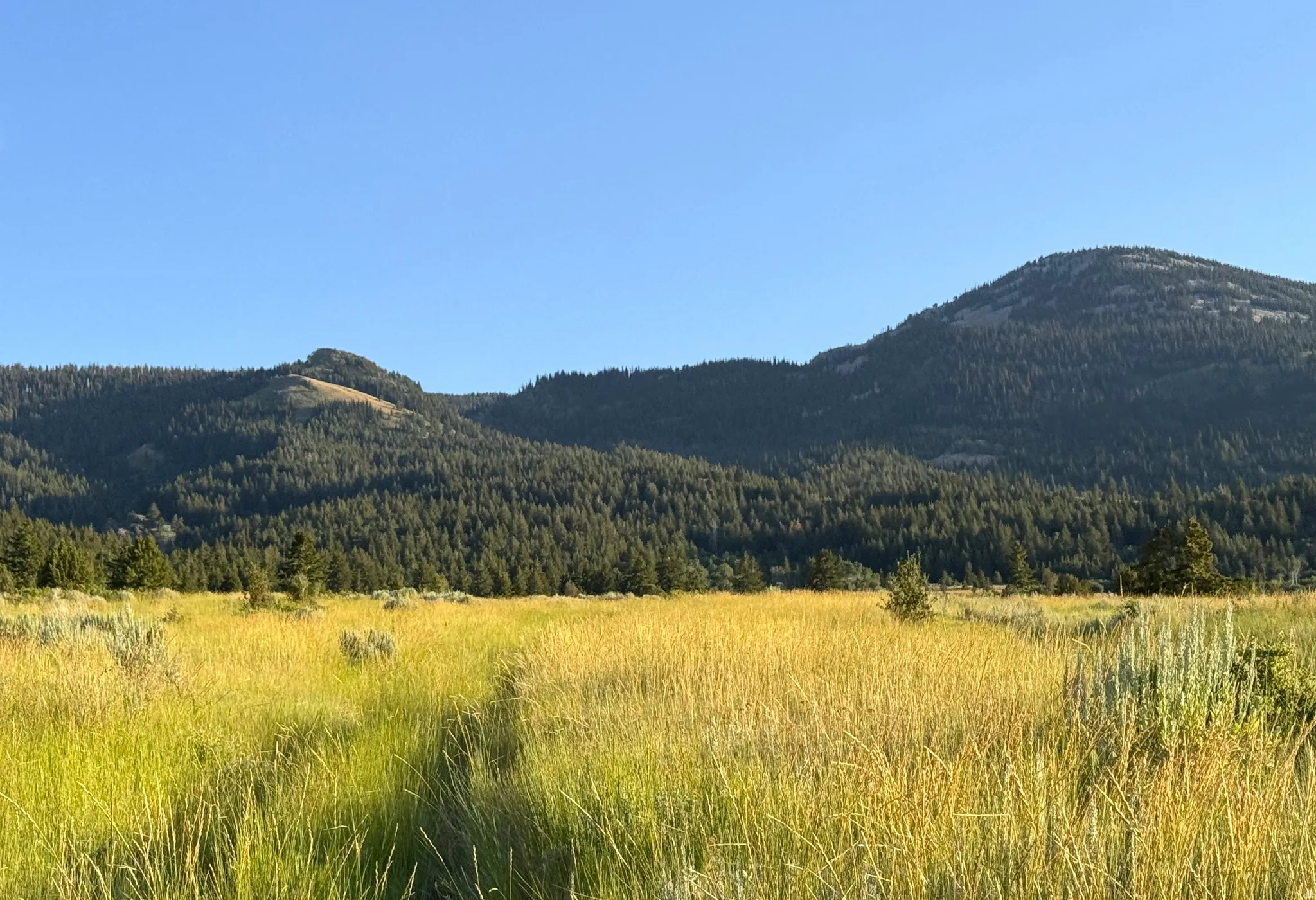 Expansive golden meadow fringed by evergreen forests and distant mountains under a clear sky