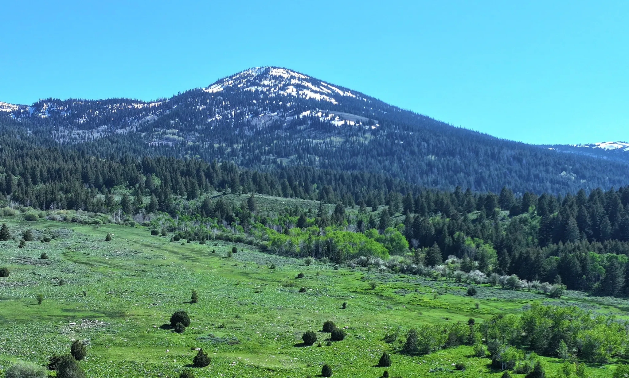 Expansive natural landscape with a snow-capped mountain backdrop, featuring a verdant foreground and dense evergreen forests