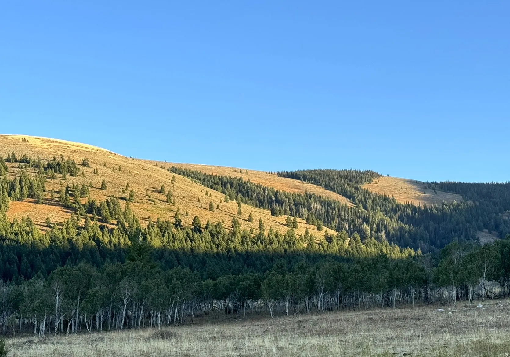 Expansive mountain landscape featuring rolling hills, dense evergreen forests, and a foreground of deciduous trees