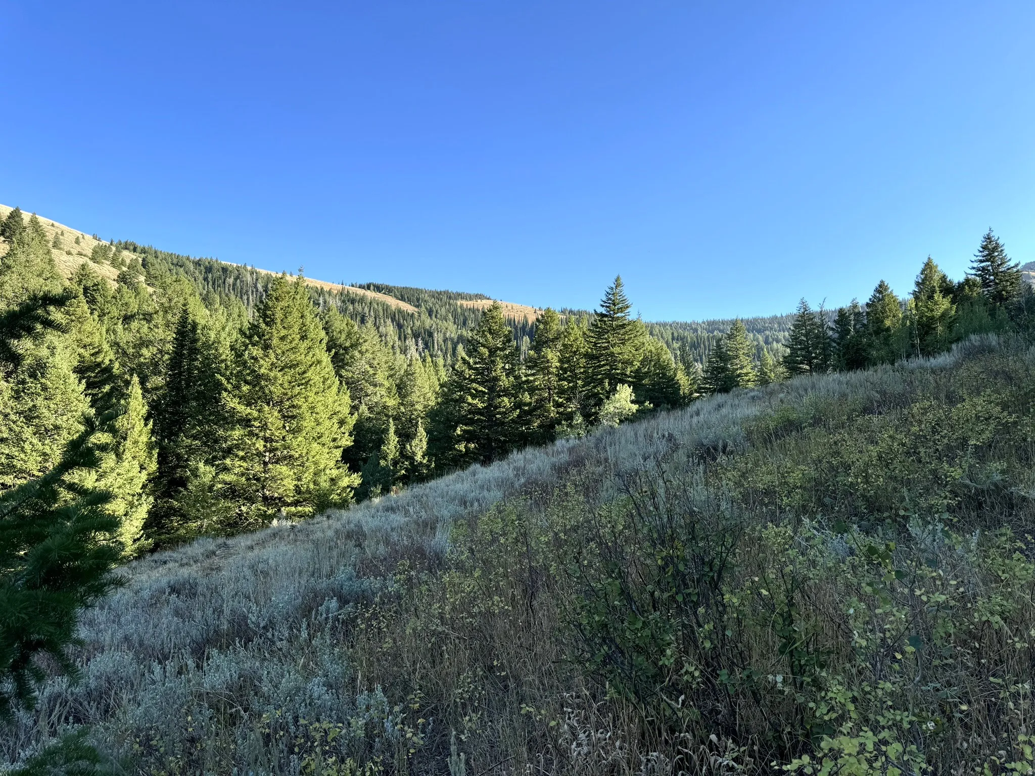 Expansive hillside property featuring mature evergreen trees and natural vegetation under a clear sky