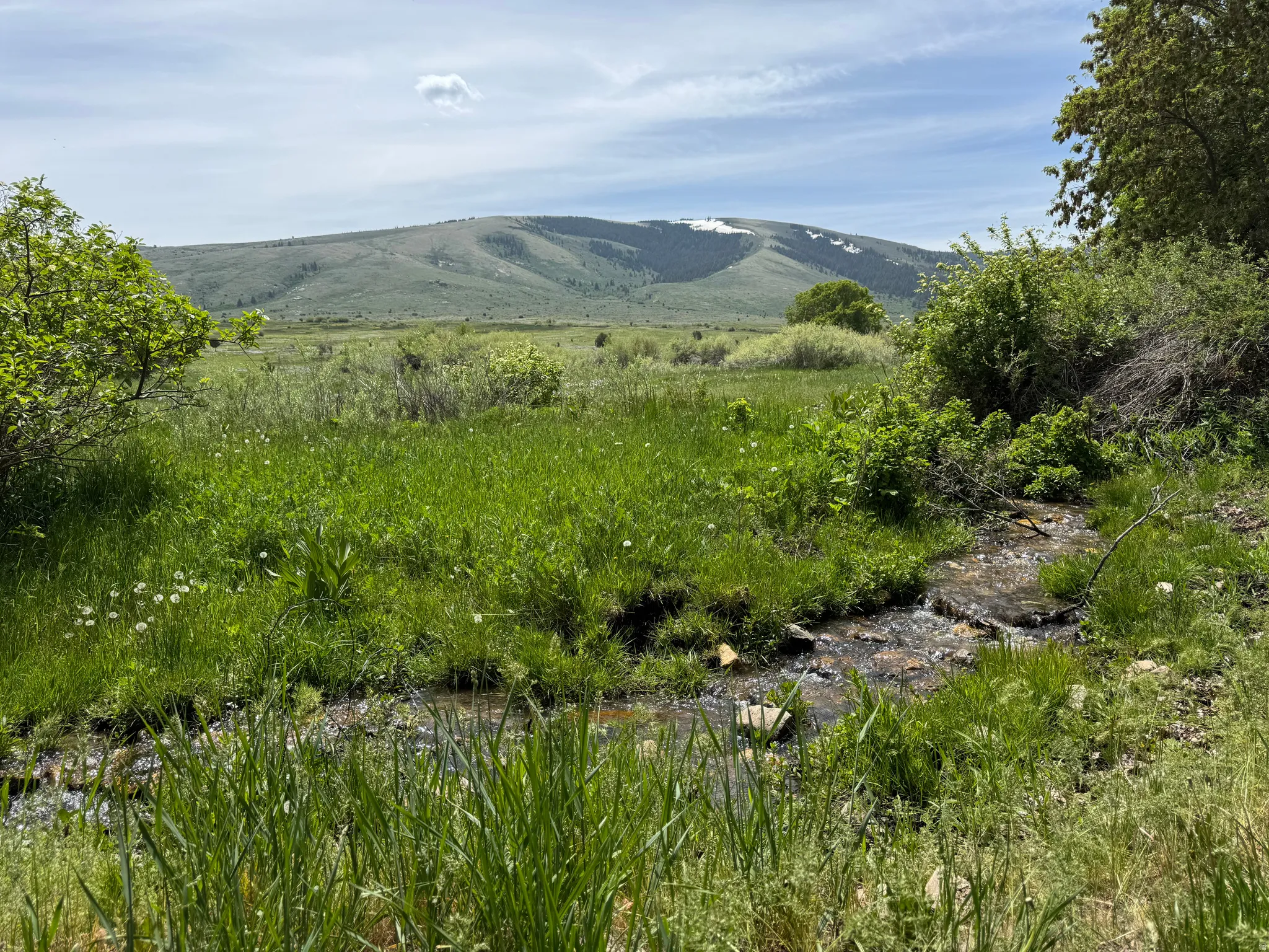 Expansive natural landscape featuring a flowing creek, lush green grasses, and established trees