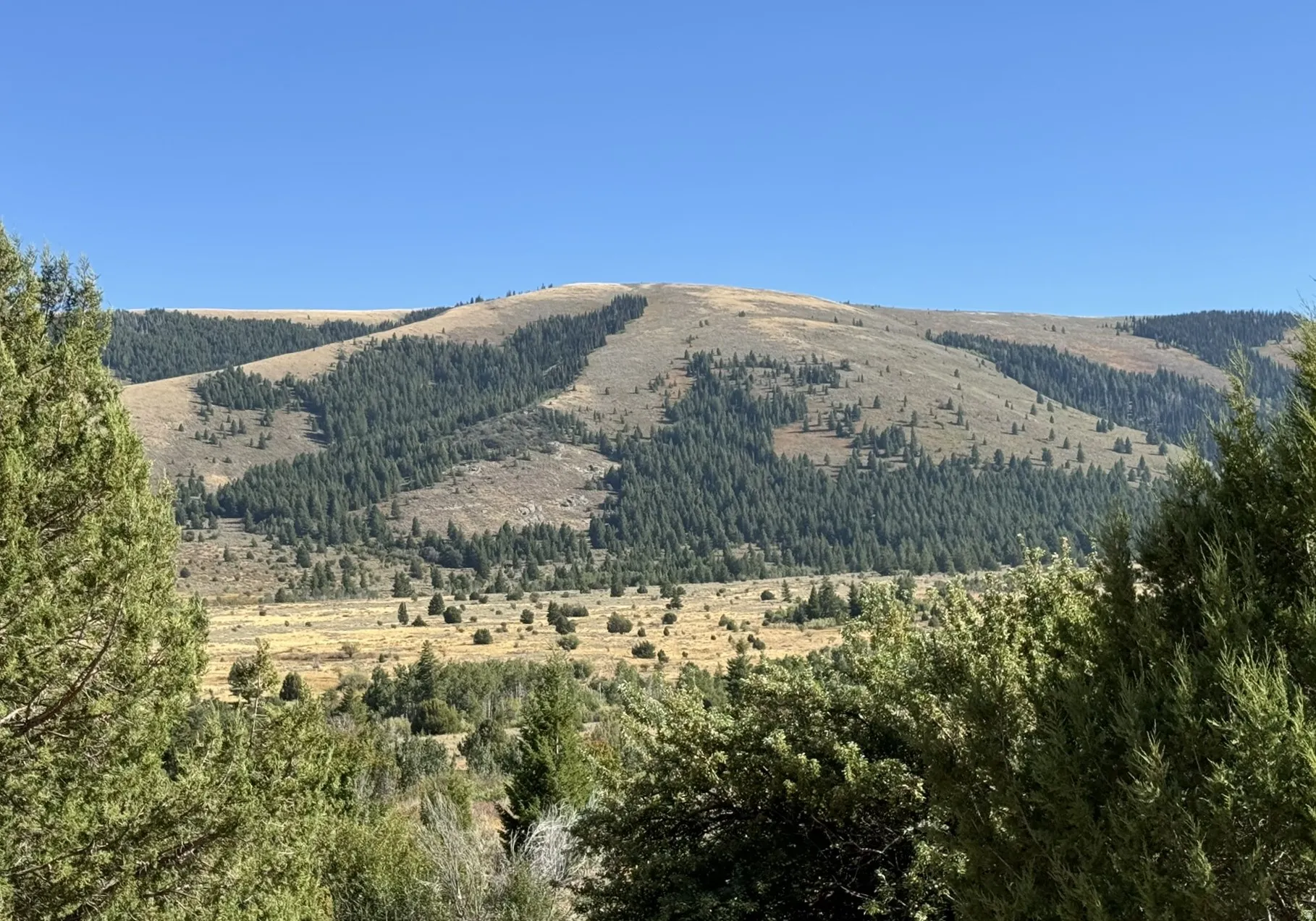 Expansive mountain scenery featuring diverse tree coverage and open clearings