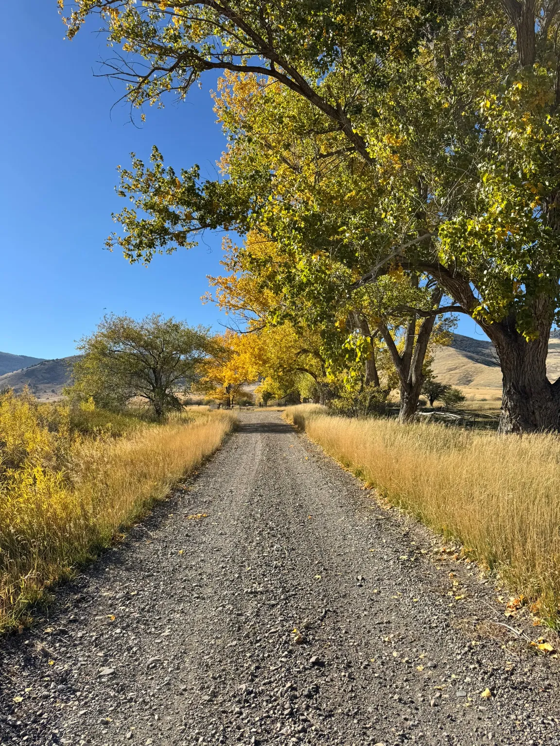 Gravel driveway bordered by golden grasses and mature trees with vibrant autumn foliage