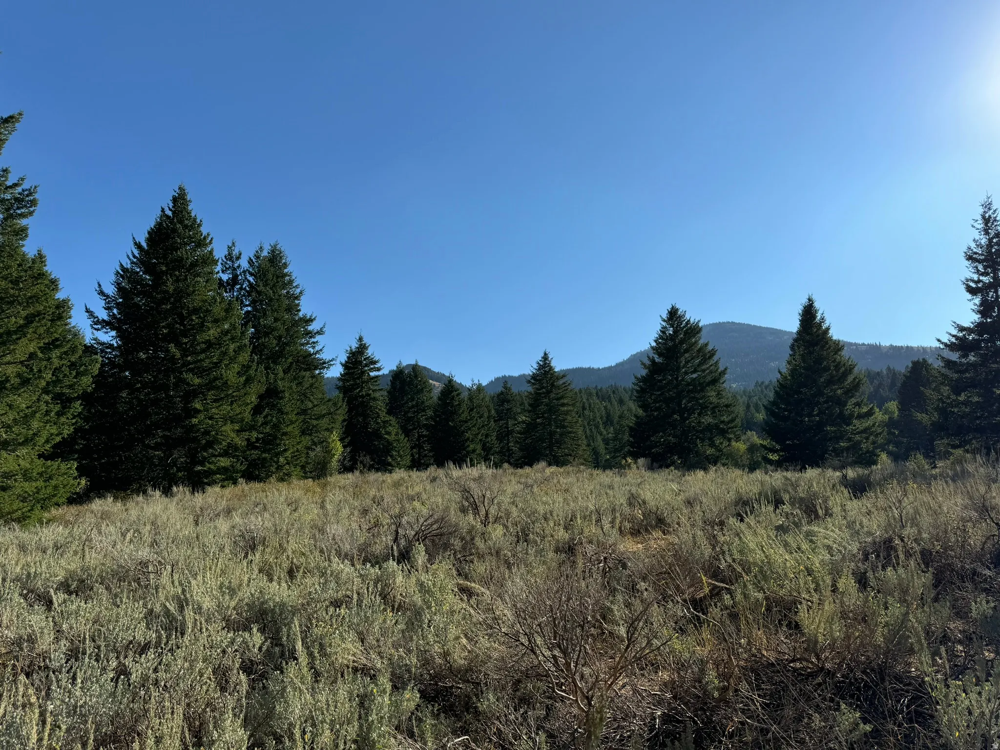 Expansive natural landscape featuring native grasses and mature evergreen trees