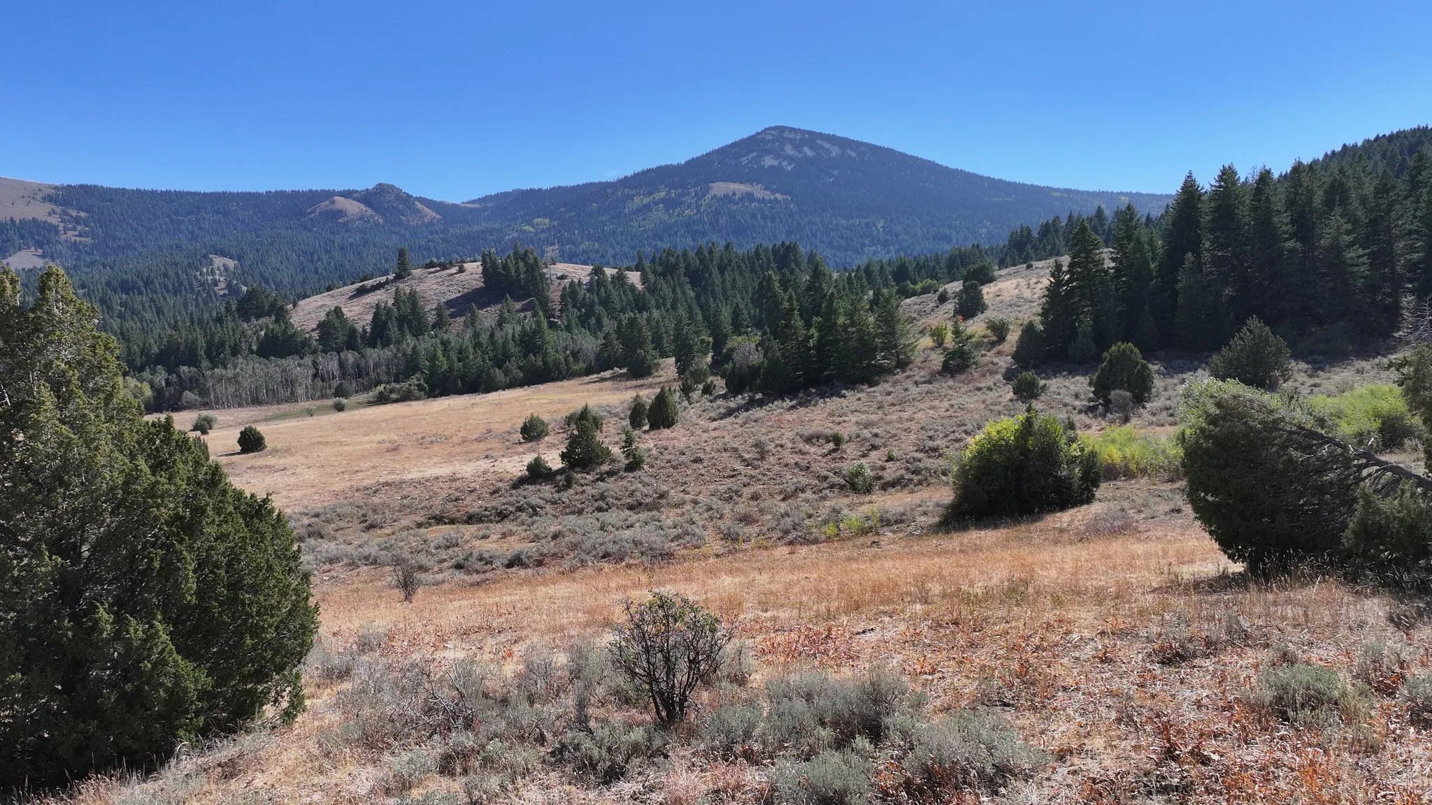 Expansive mountain landscape featuring a broad, sloping meadow with scattered evergreen trees and distant forested peaks