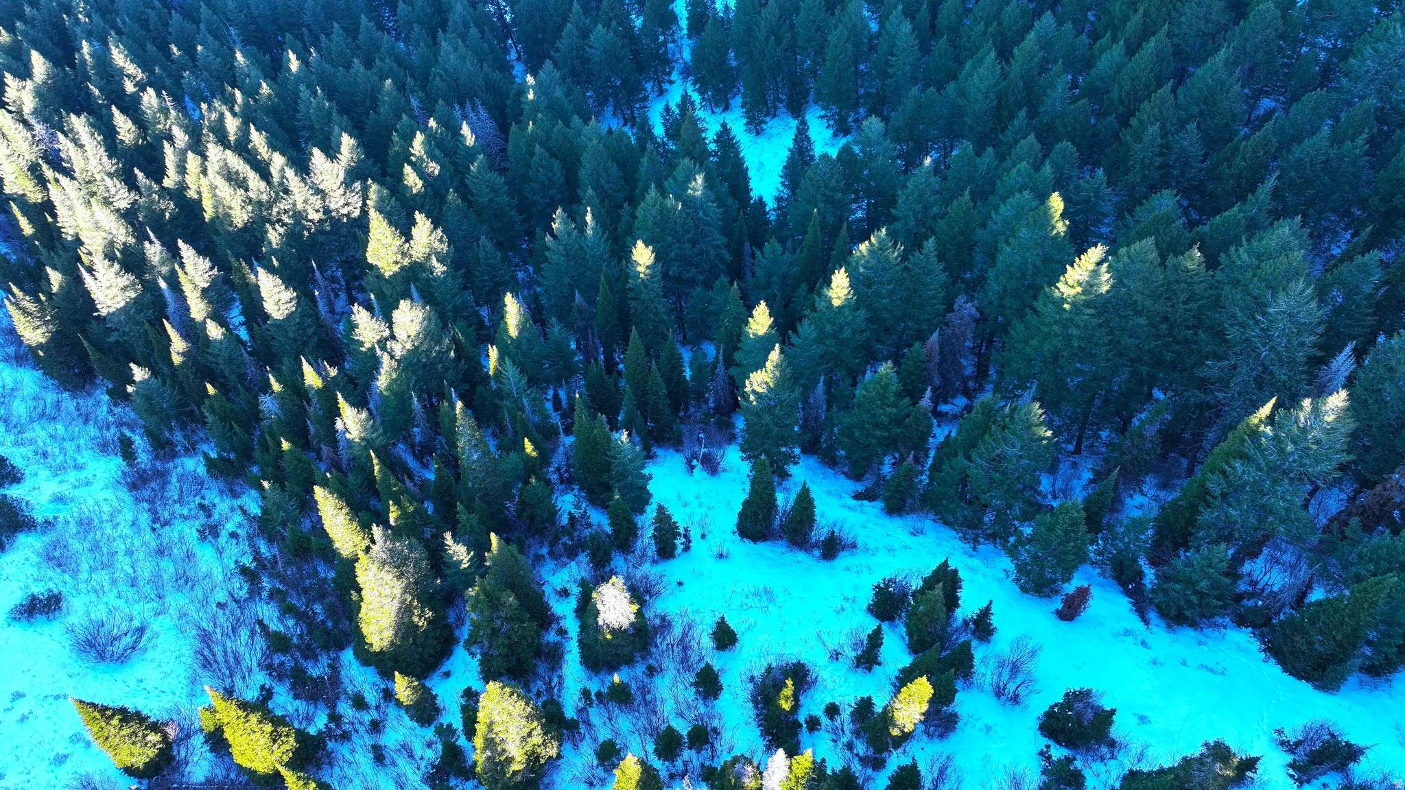 Forested terrain featuring abundant evergreen trees and snow-dusted ground