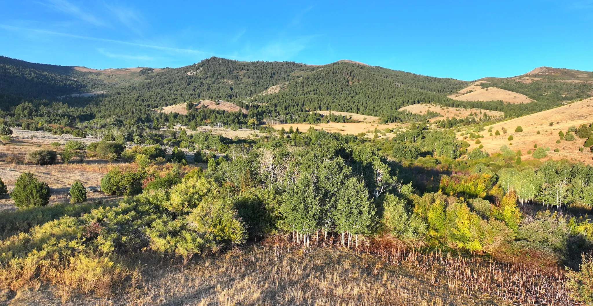 Expansive natural landscape featuring rolling hills and diverse tree cover