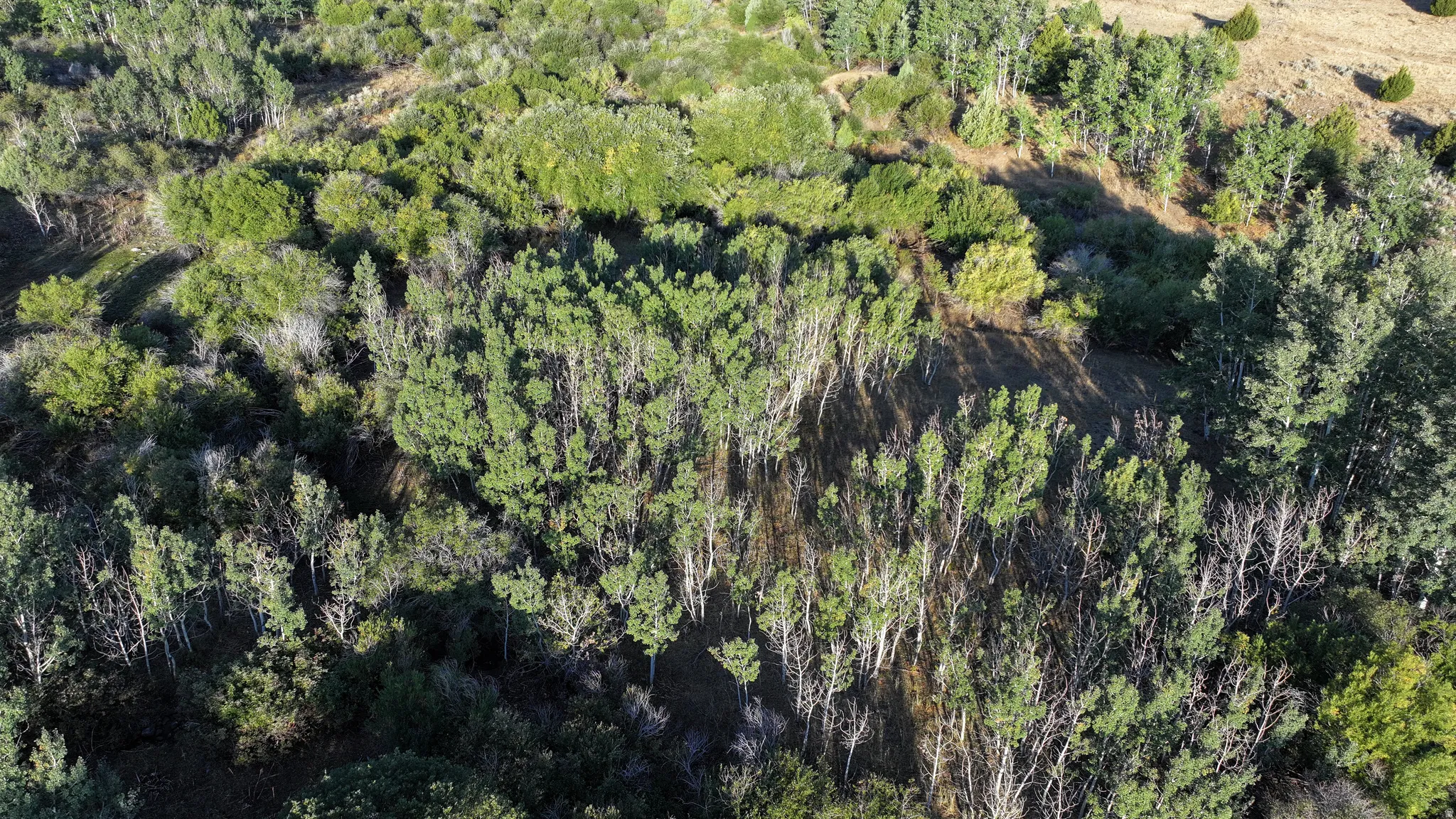 Expansive, tree-covered terrain featuring varied foliage and natural ground cover