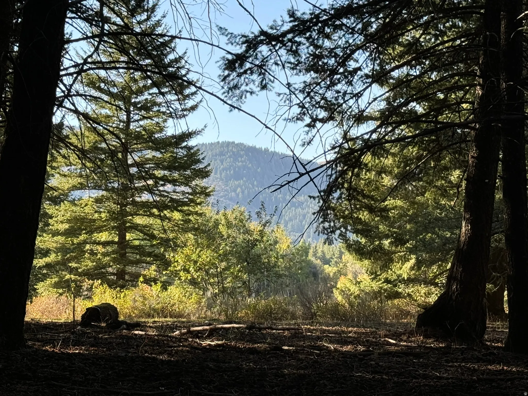 Heavily wooded lot featuring mature evergreen trees and a distant mountainous backdrop