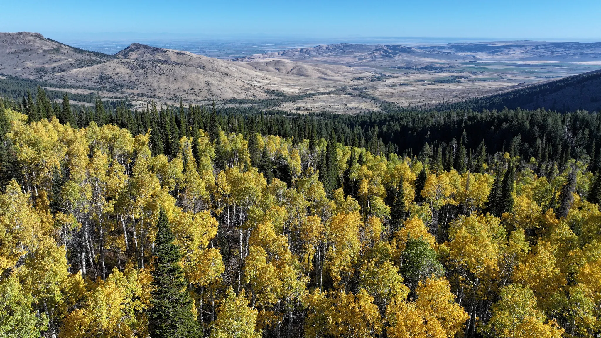 Expansive forest of deciduous and evergreen trees, showcasing golden foliage, with a distant mountain range under a clear blue sky