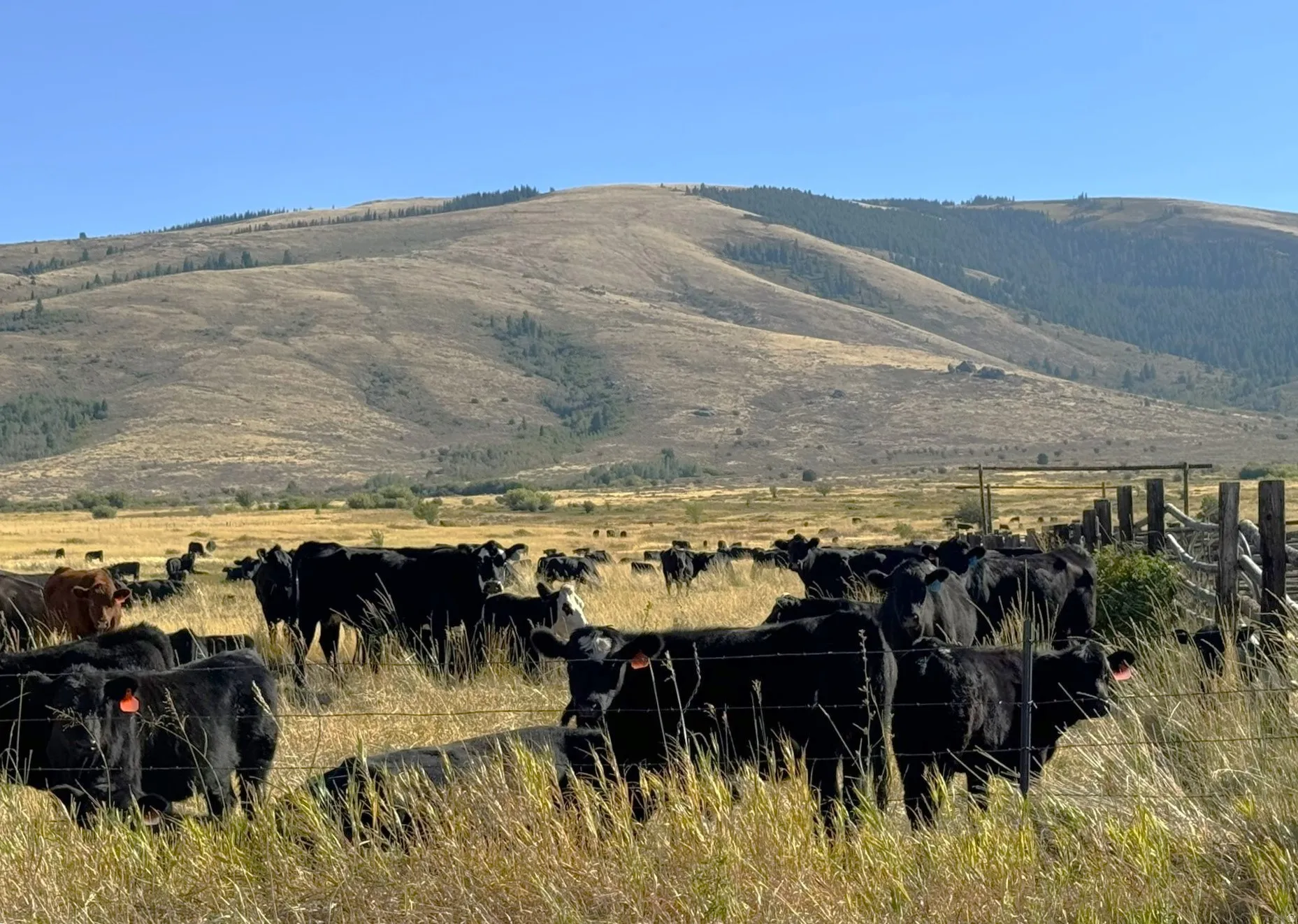 Expansive grazing pastures with a rustic wooden fence line and distant rolling hills