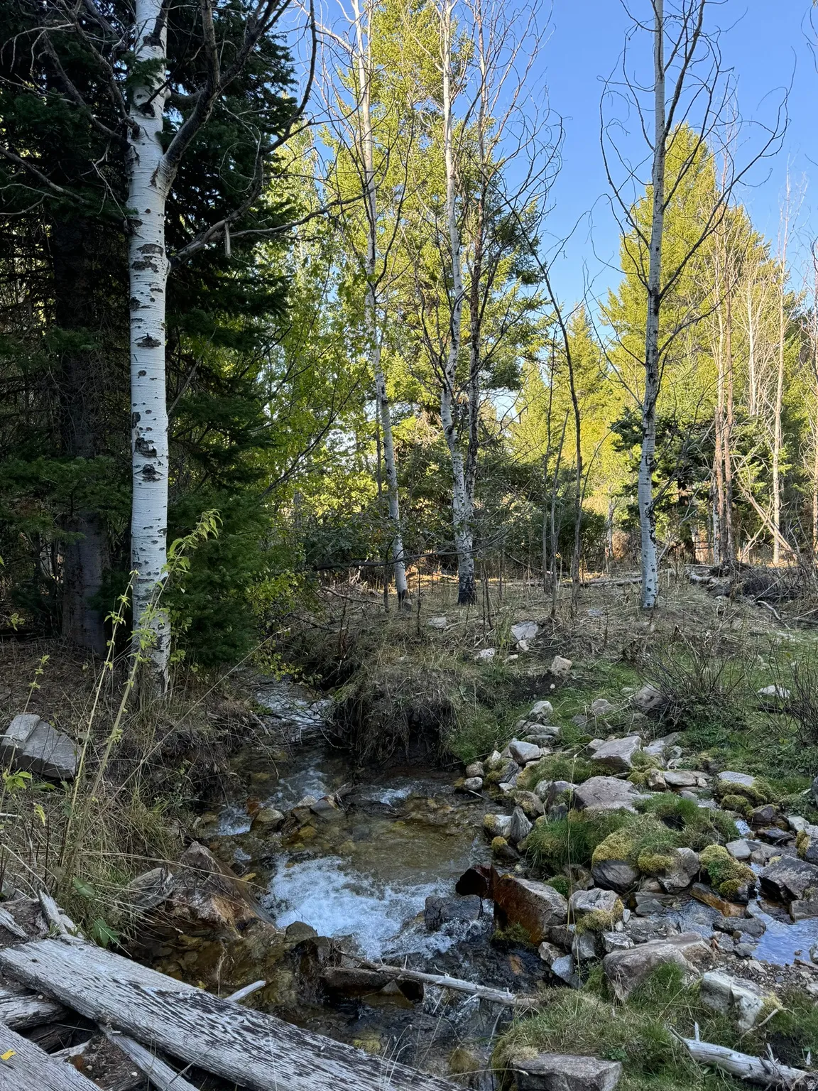 Natural wooded landscape featuring a flowing creek, mature aspen trees, and diverse natural foliage