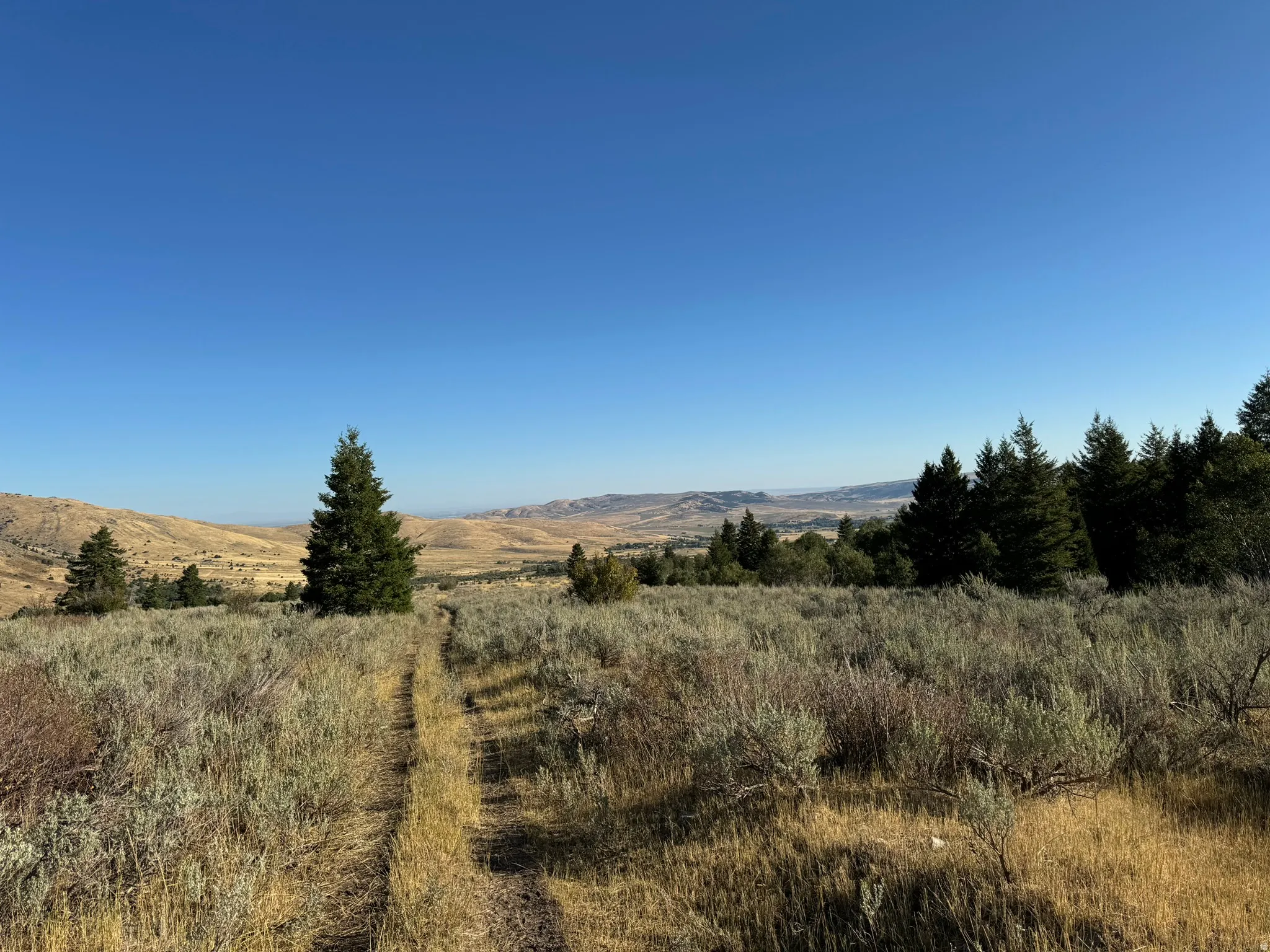 Expansive undeveloped land featuring natural terrain with scattered evergreen trees and distant rolling hills