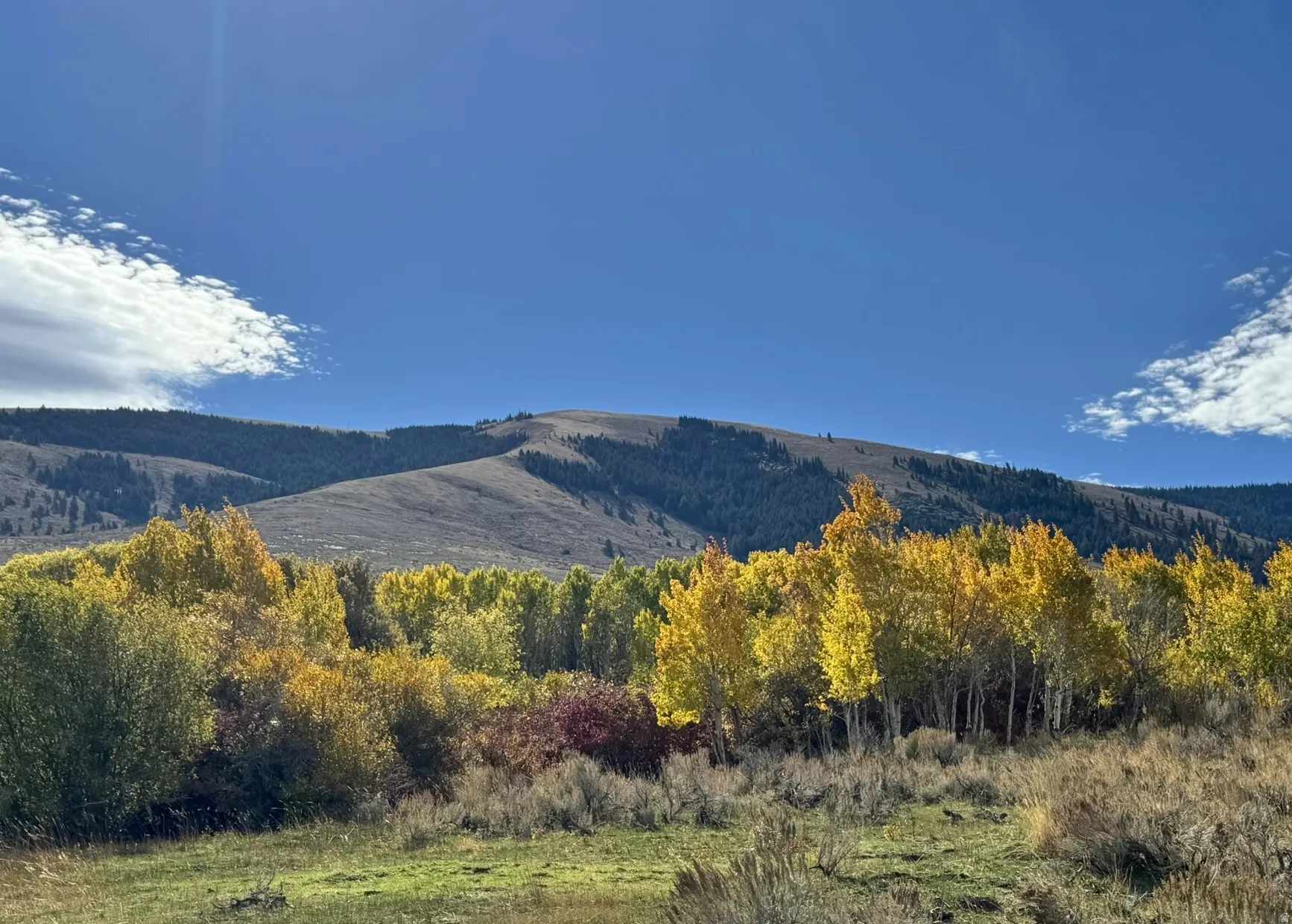 Expansive mountain scenery with diverse tree coverage