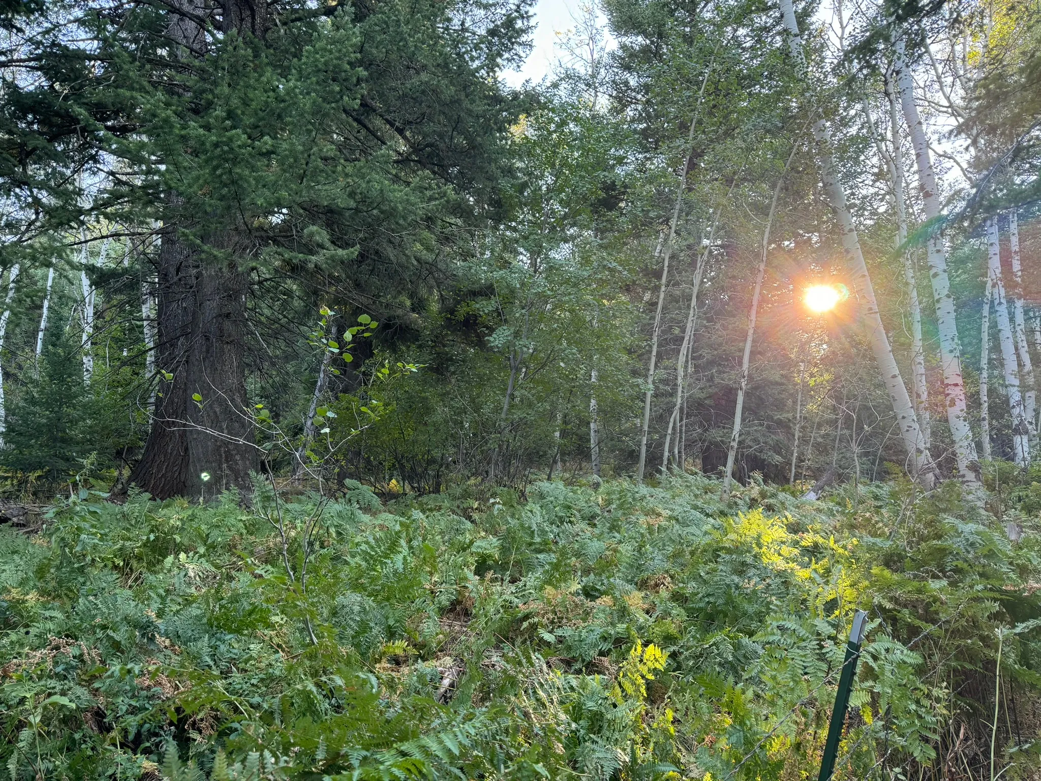 Mature evergreen trees and slender deciduous trees define this wooded setting