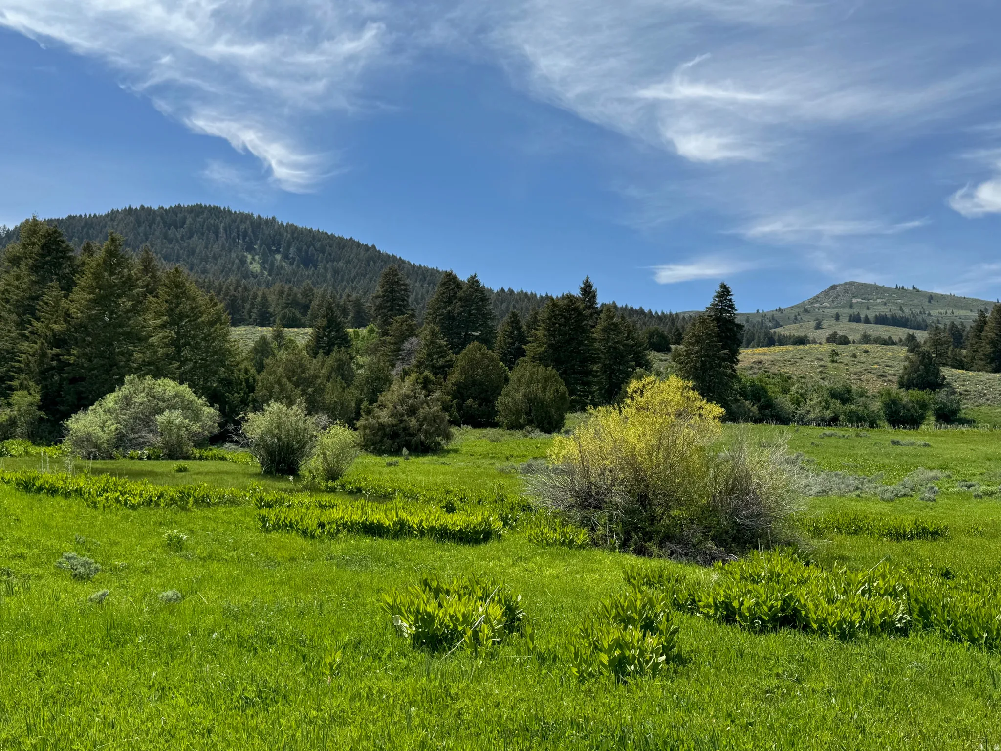 Expansive green field surrounded by mature evergreen trees