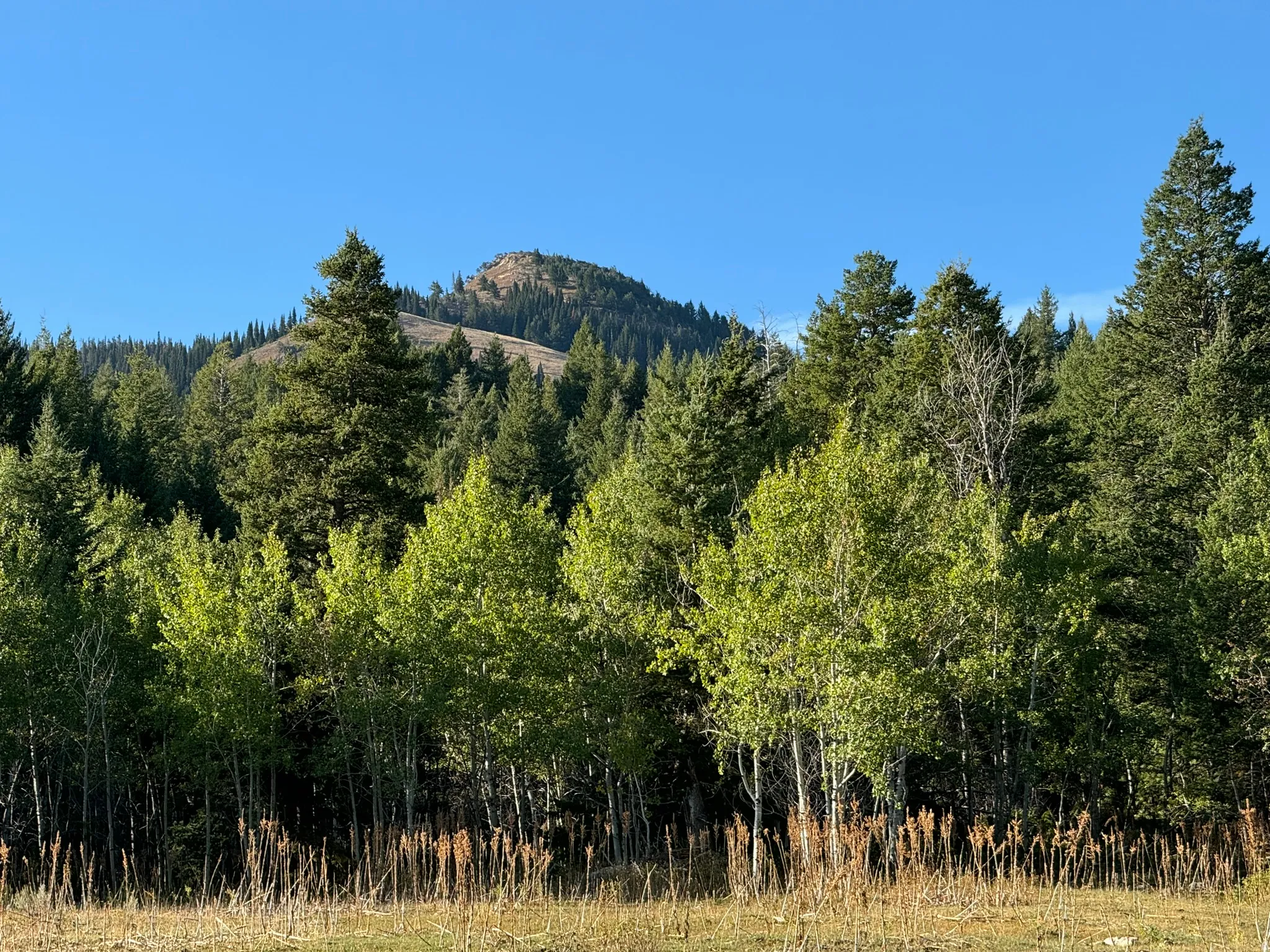 Mountain backdrop with a clear blue sky, featuring a dense forest of evergreen and deciduous trees