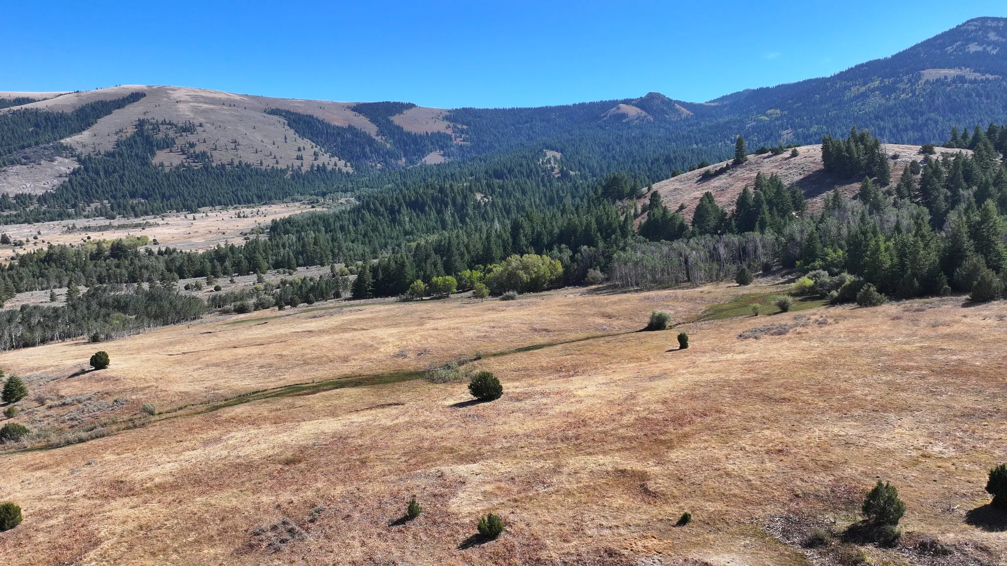 Expansive parcel featuring a mix of mature evergreen and deciduous trees, rolling terrain, and natural grasslands