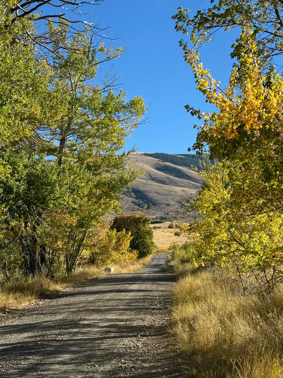 Gravel road framed by trees with green and yellow foliage, leading towards a distant hillside under a clear blue sky