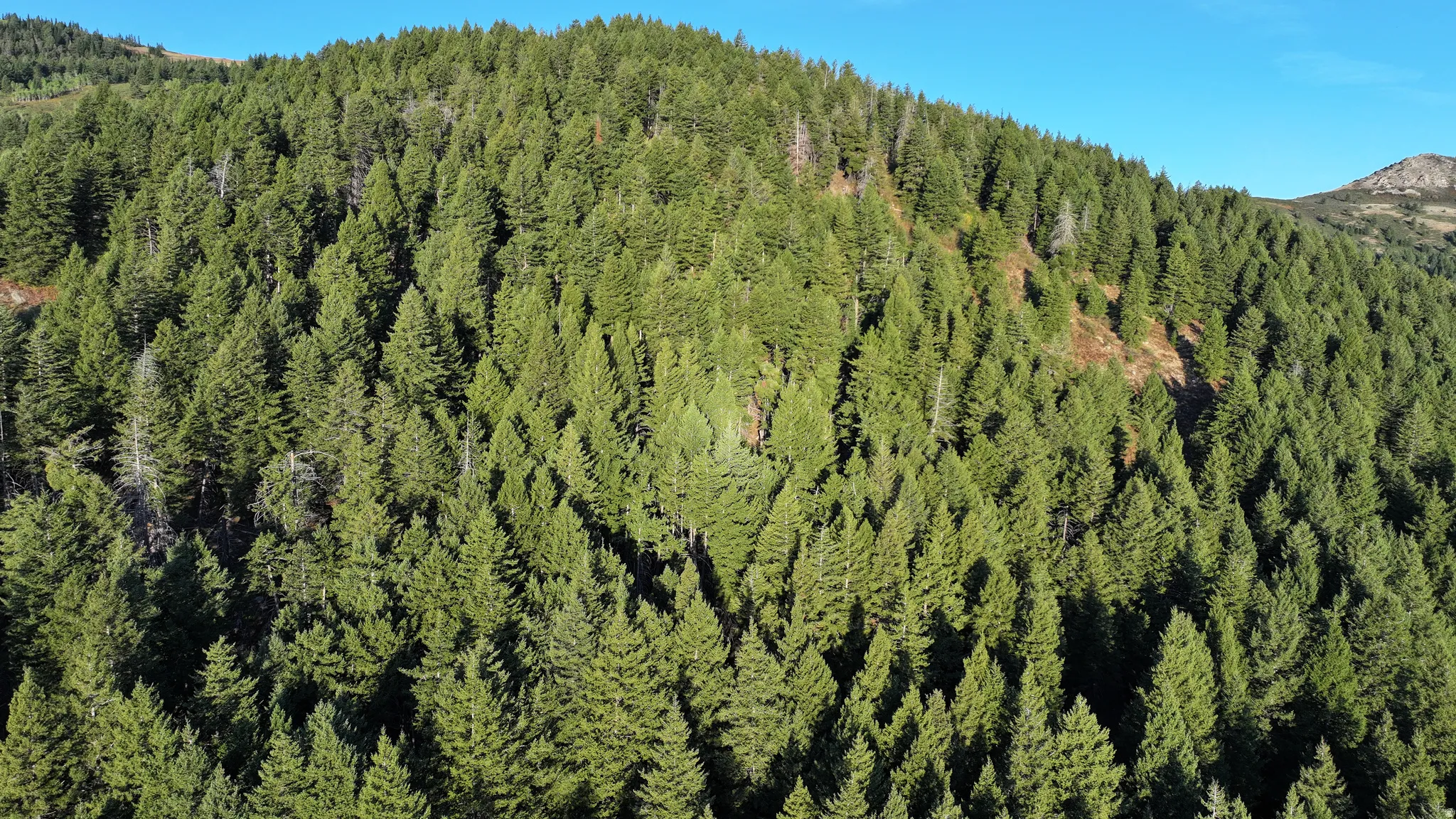 Expansive forested hillside featuring mature evergreen trees and natural terrain
