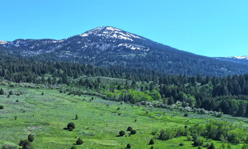 Expansive natural landscape with a snow-capped mountain backdrop, featuring a verdant foreground and dense evergreen forests