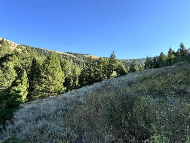 Expansive hillside property featuring mature evergreen trees and natural vegetation under a clear sky